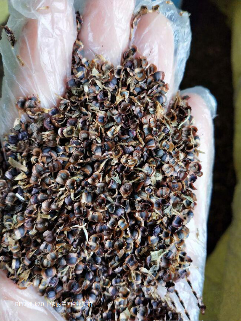 大花金鸡菊种子多年生金钱菊花籽盆栽四季易活景观绿化花卉种