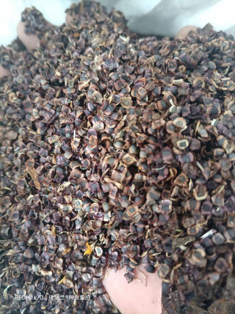 大花金鸡菊种子多年生金钱菊花籽盆栽四季易活景观绿化花卉种