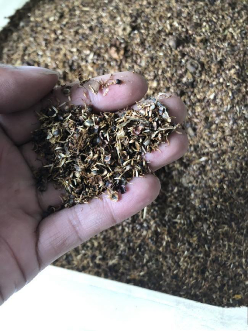 大花金鸡菊种子多年生金钱菊花籽盆栽四季易活景观绿化花卉种
