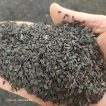 苦荬菜种子牧草南方北方多年生四季高产种子猪牛羊喜食牧草