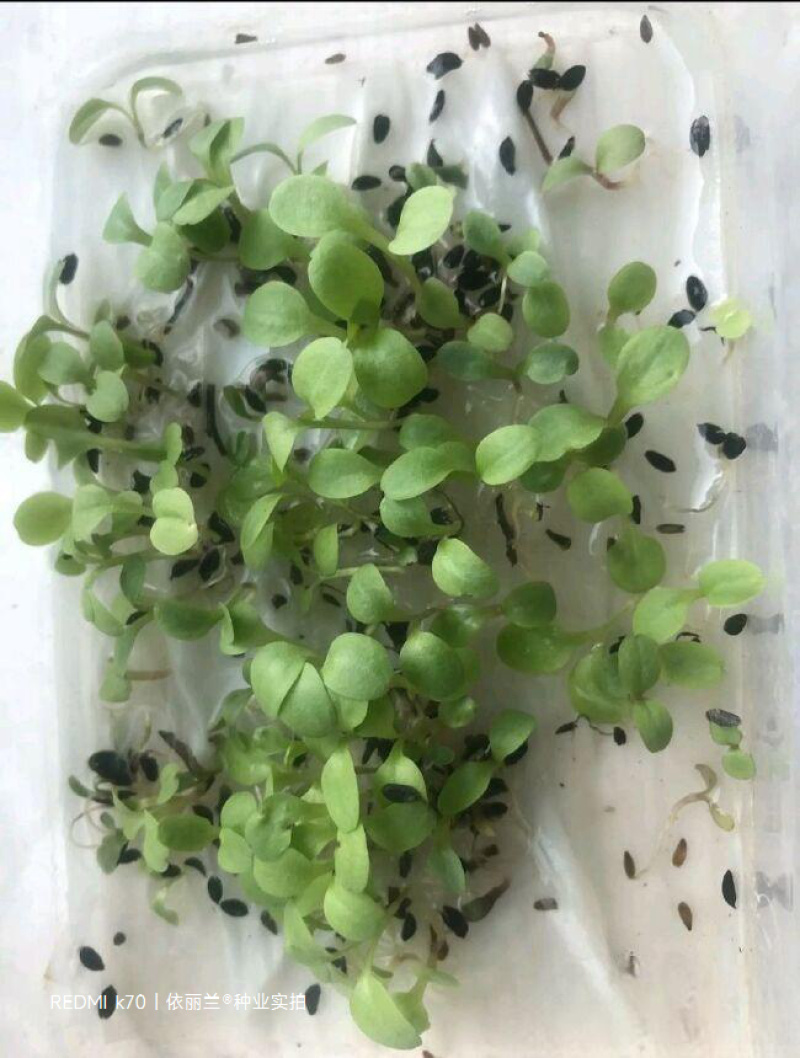 苦荬菜种子牧草南方北方多年生四季高产种子猪牛羊喜食牧草