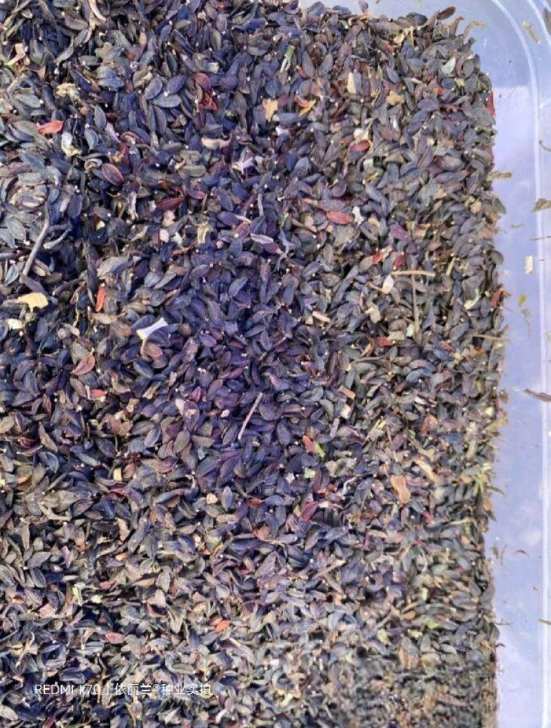 苦荬菜种子牧草南方北方多年生四季高产种子猪牛羊喜食牧草