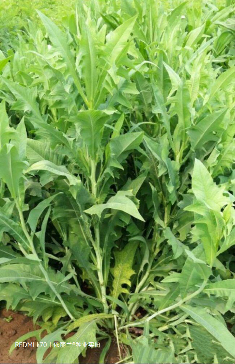 苦荬菜种子牧草南方北方多年生四季高产种子猪牛羊喜食牧草