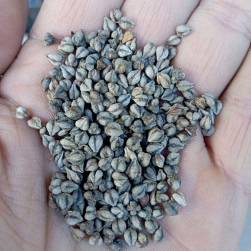 苦荞麦种子适应性强生长快速饲用高产杂粮养殖