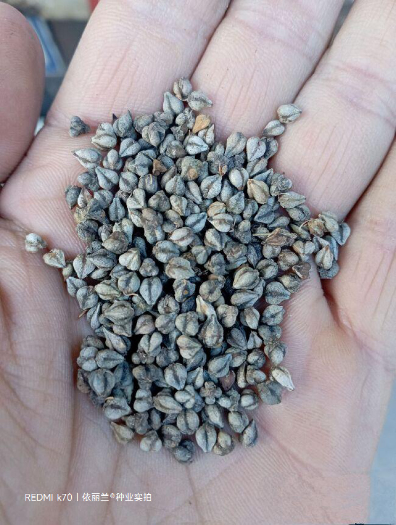 苦荞麦种子适应性强生长快速饲用高产杂粮养殖
