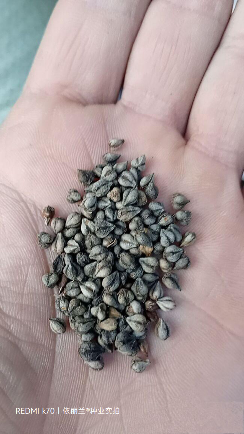 苦荞麦种子适应性强生长快速饲用高产杂粮养殖