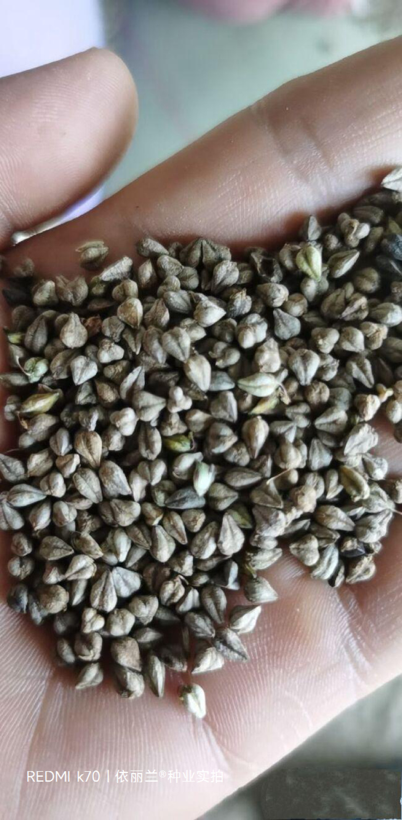 苦荞麦种子适应性强生长快速饲用高产杂粮养殖
