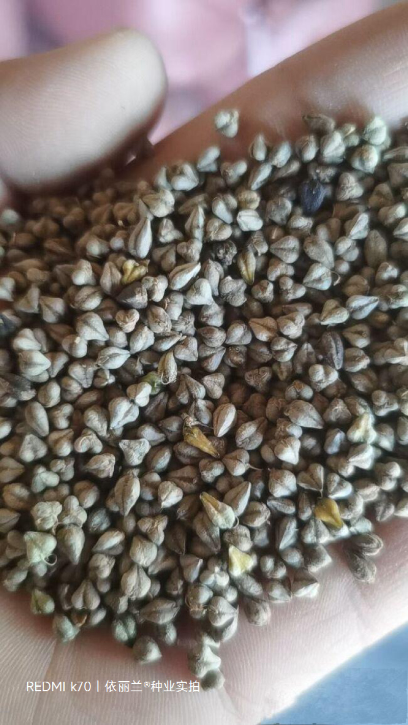 苦荞麦种子适应性强生长快速饲用高产杂粮养殖
