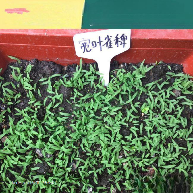 宽叶雀稗种子宽叶国产百喜草宽叶草草坪种子南方通用绿化多年