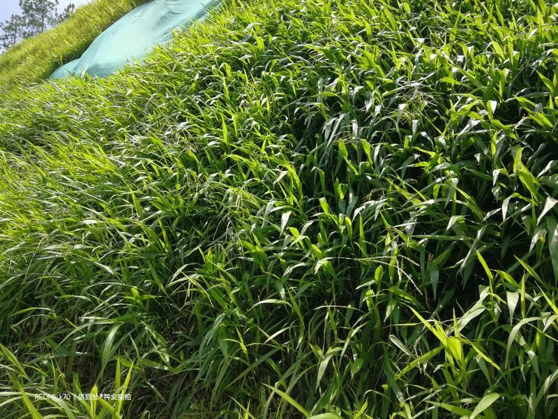 宽叶雀稗种子宽叶国产百喜草宽叶草草坪种子南方通用绿化多年