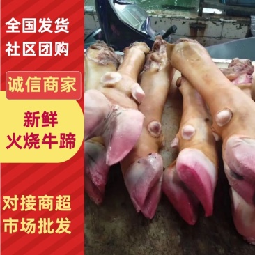 【优选】新鲜火烧牛蹄产地直供货发全国品质保证欢迎联系