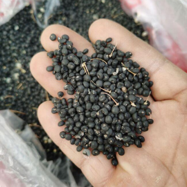 绿色芦笋种子紫色芦笋种子高产抗病散装袋装电商使用