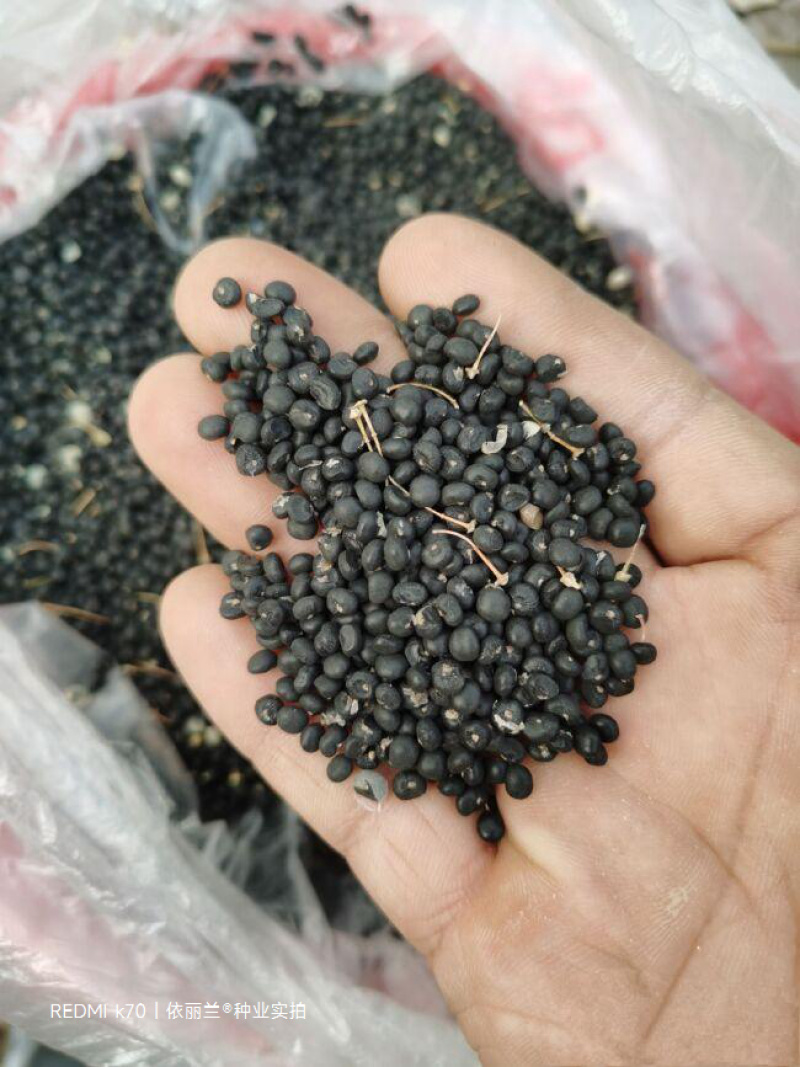 绿色芦笋种子紫色芦笋种子高产抗病散装袋装电商使用