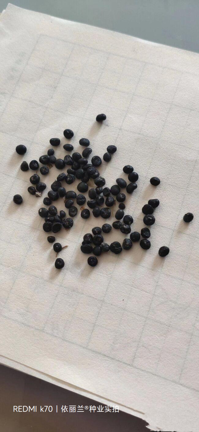 绿色芦笋种子紫色芦笋种子高产抗病散装袋装电商使用