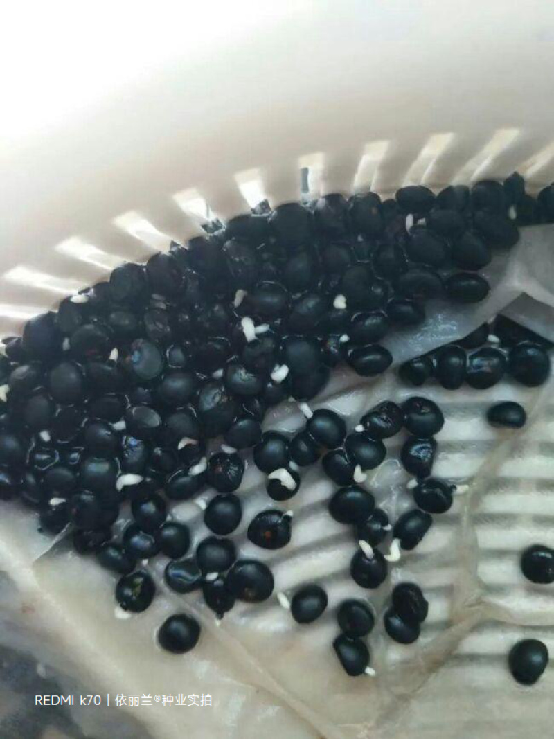 绿色芦笋种子紫色芦笋种子高产抗病散装袋装电商使用
