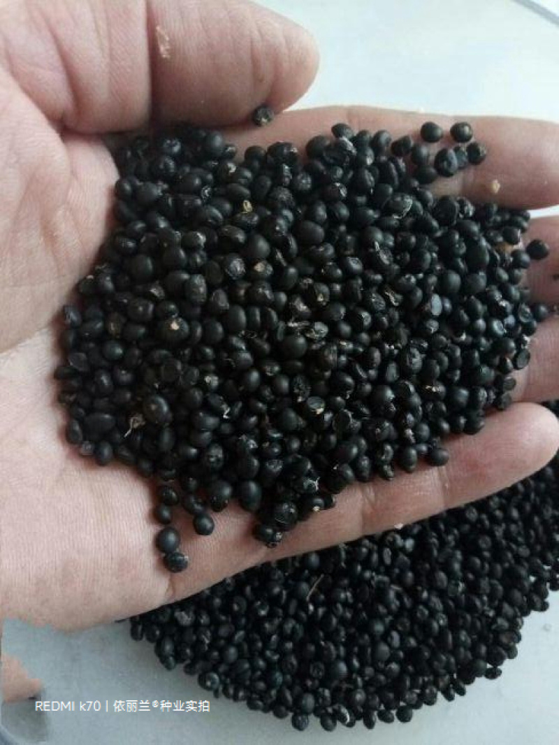 绿色芦笋种子紫色芦笋种子高产抗病散装袋装电商使用