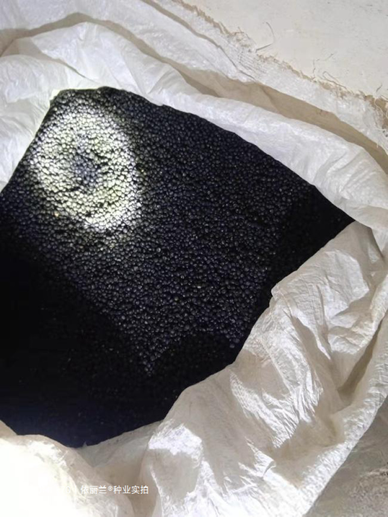 绿色芦笋种子紫色芦笋种子高产抗病散装袋装电商使用