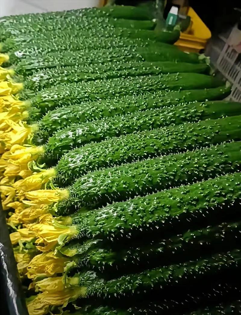 【甄选】山东精品密刺黄瓜，外形好质量保价优代发全国
