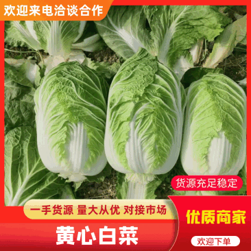 黄心精品玲珑黄，黄心大颗白菜大量供货，基地直供，