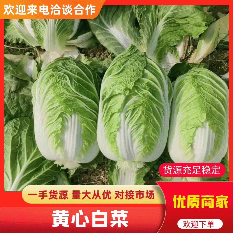 黄心精品玲珑黄，黄心大颗白菜大量供货，基地直供，