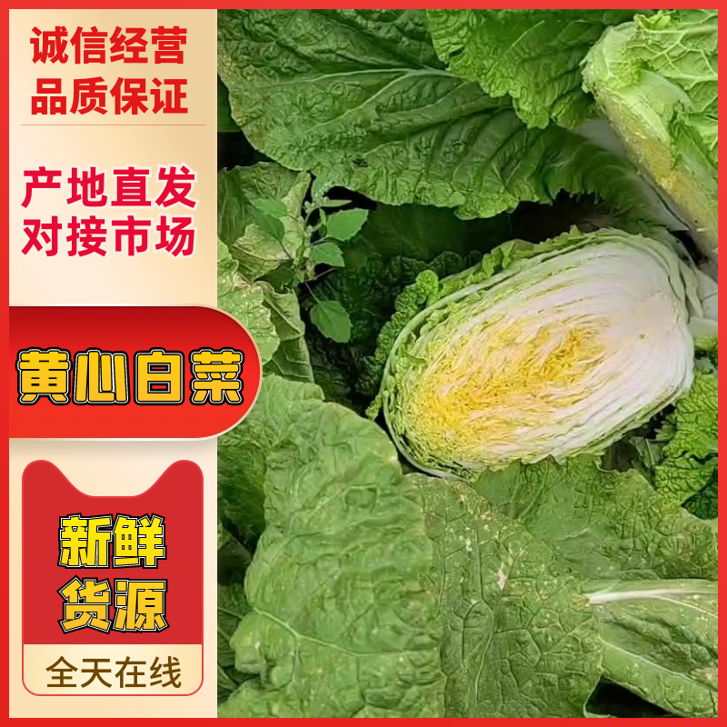 黄心精品玲珑黄，黄心大颗白菜大量供货，基地直供，