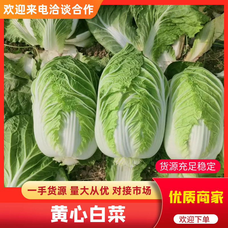 黄心精品玲珑黄，黄心大颗白菜大量供货，基地直供，
