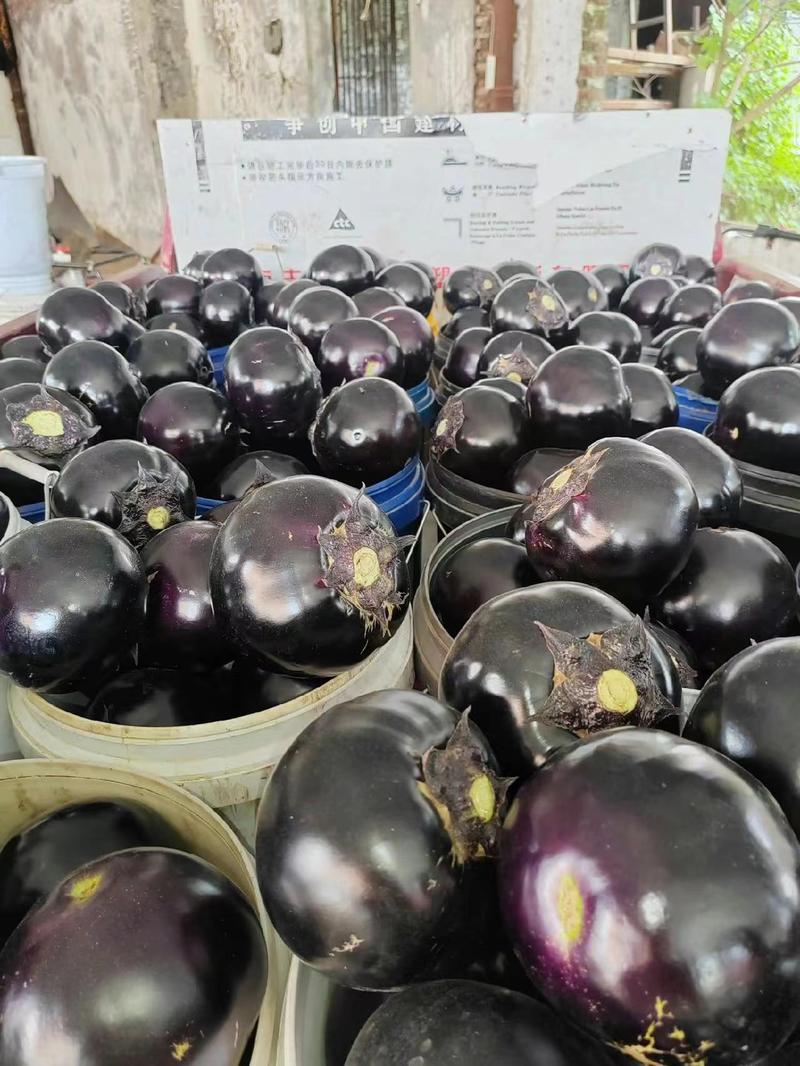 【甄选】山东精品紫光圆茄保质保量直发大发全国可看货