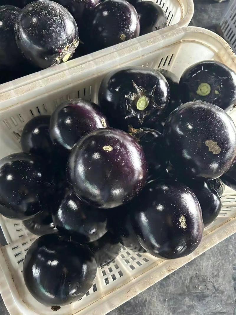 【甄选】山东精品紫光圆茄保质保量直发大发全国可看货