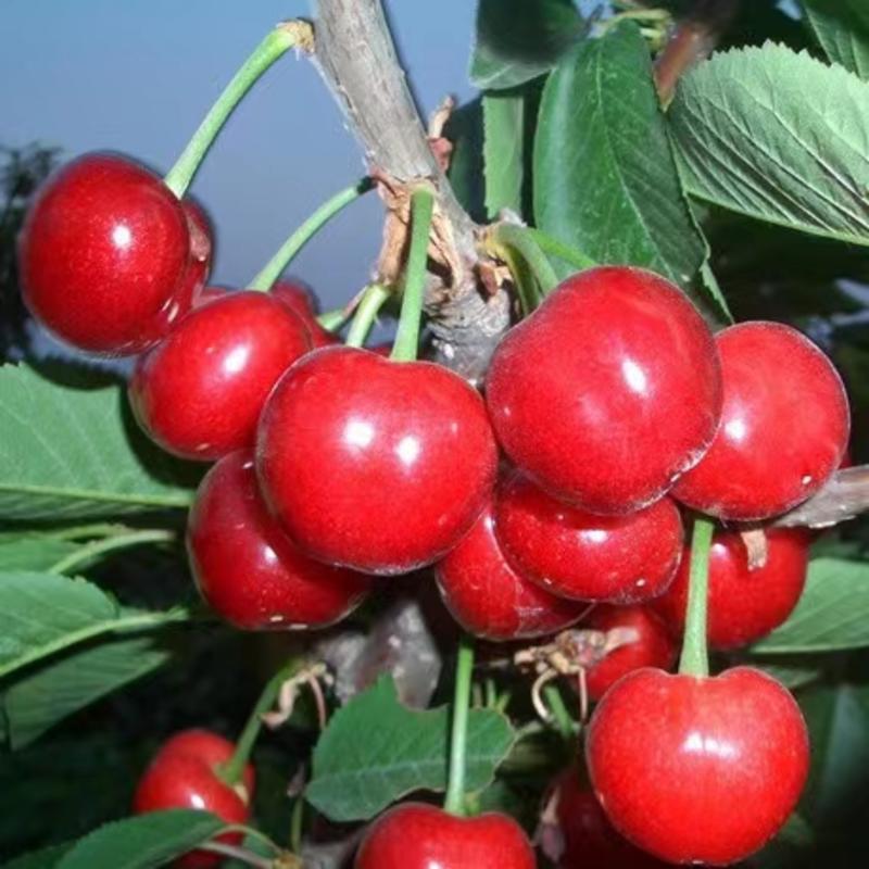【精品】陕西精品樱桃，美早，俄八大量供应市场，电商商超