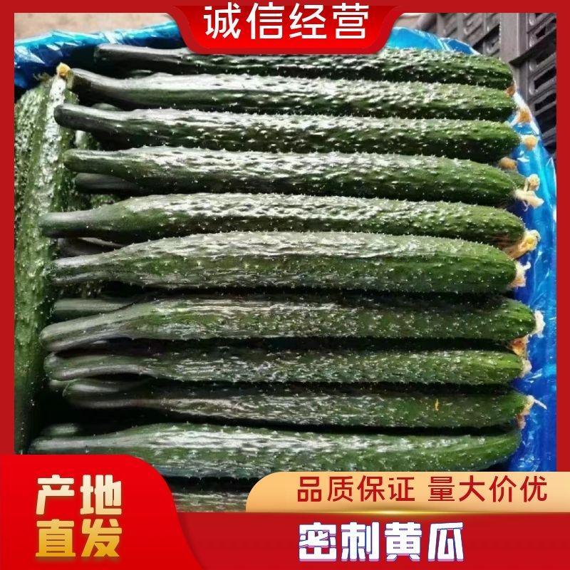 黄瓜鲜花带刺大量出售现货青肉黄瓜市场货电商货