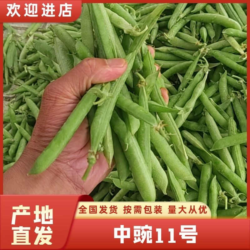 青豌豆籽粒饱满无烂角，基地大量供应十一豆