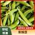 青豌豆四月下旬上市，基地直发，大量供应中