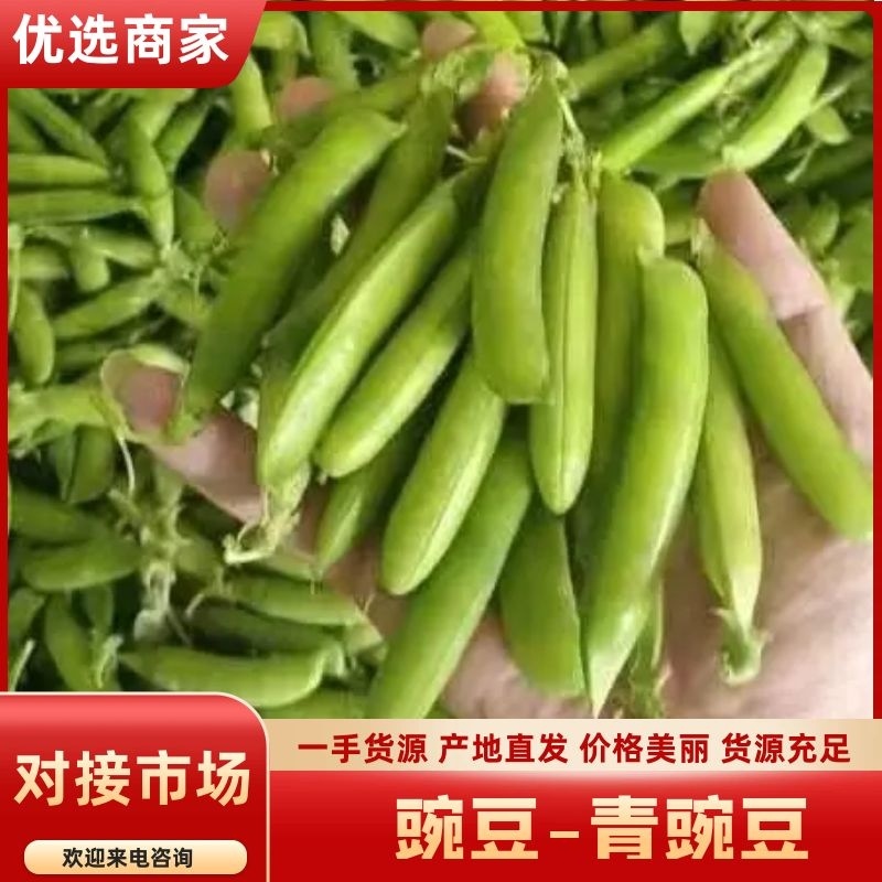 青豌豆精品货上市中，籽粒饱市场货，电商加工厂货大量供应