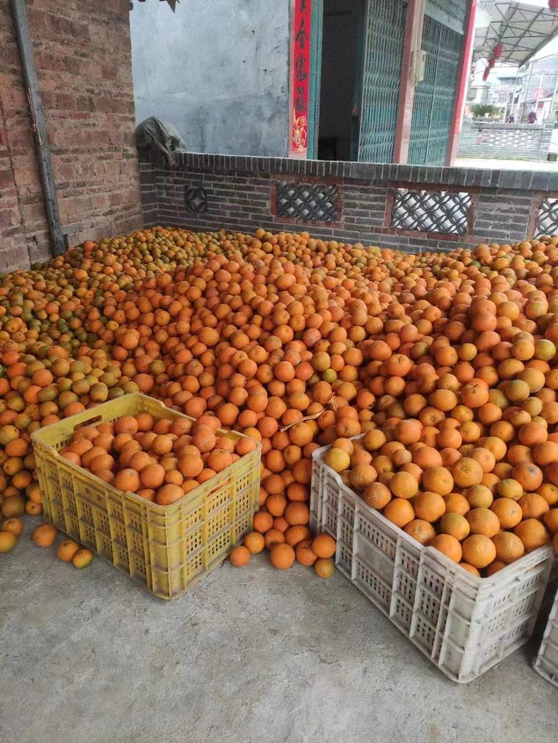 夏橙广西水果之乡优质橙子皮薄甜规格全对接电商批发商线下