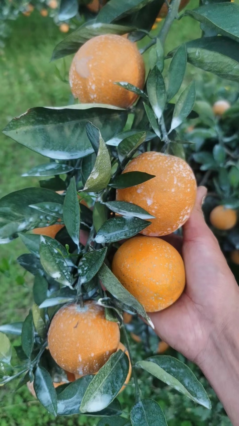 夏橙广西水果之乡优质橙子皮薄甜规格全对接电商批发商线下