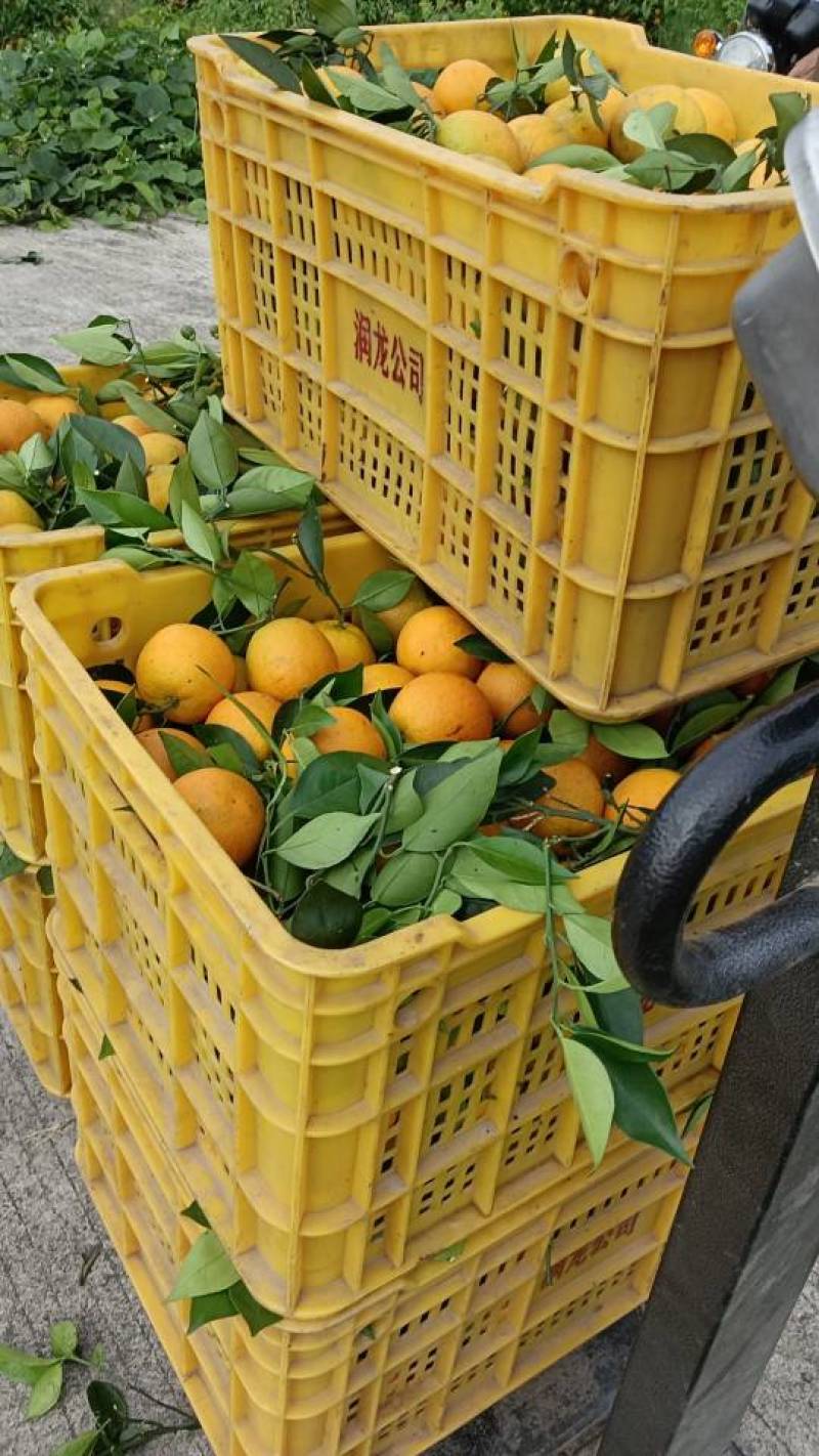 夏橙广西水果之乡优质橙子皮薄甜规格全对接电商批发商线下