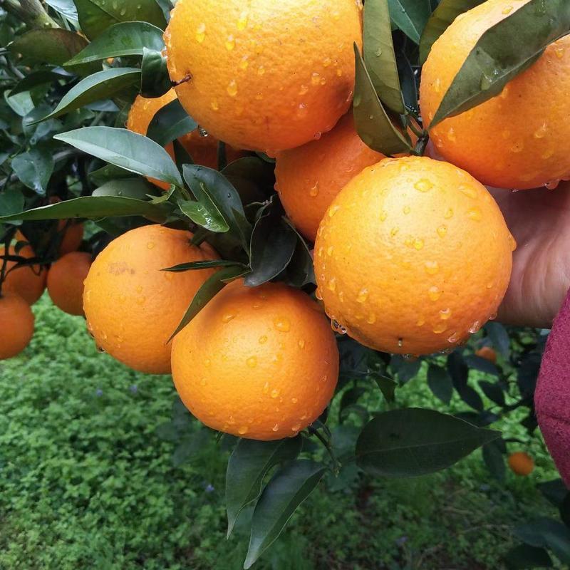 夏橙广西水果之乡优质橙子皮薄甜规格全对接电商批发商线下