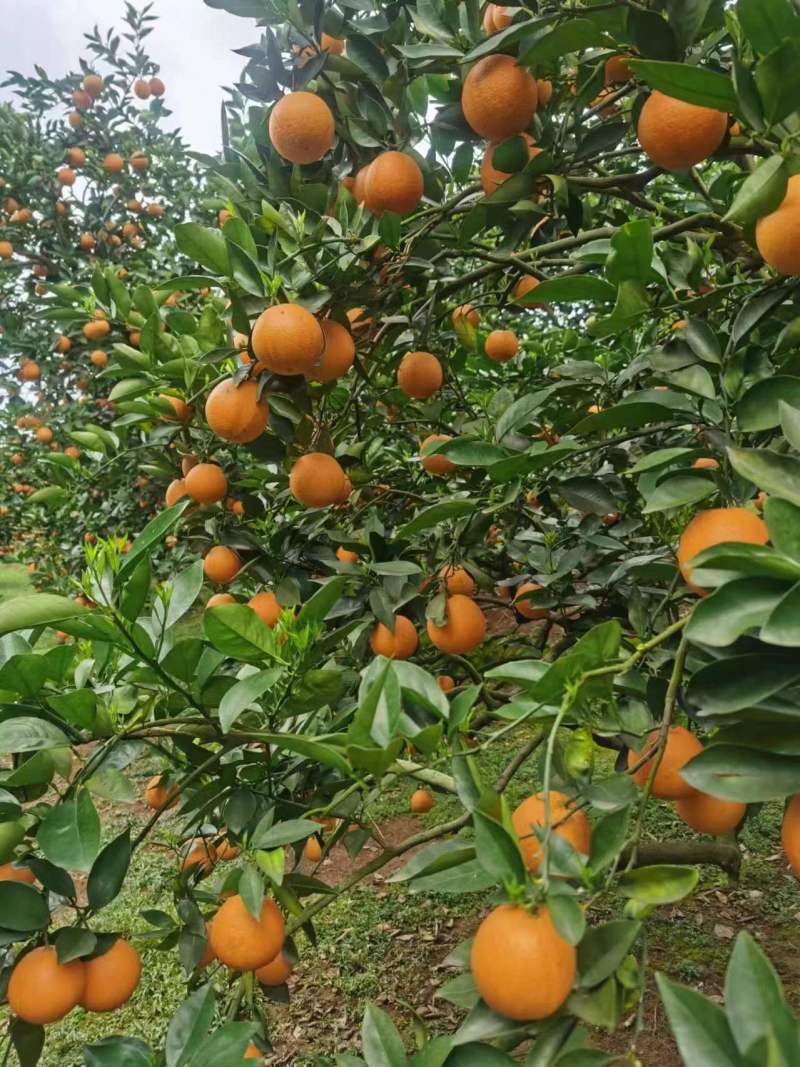 优质夏橙广西产地大量上市规格齐全纯甜化渣对接超市电商批发