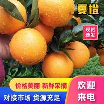 优质夏橙广西产地大量上市规格齐全纯甜化渣对接超市电商批发