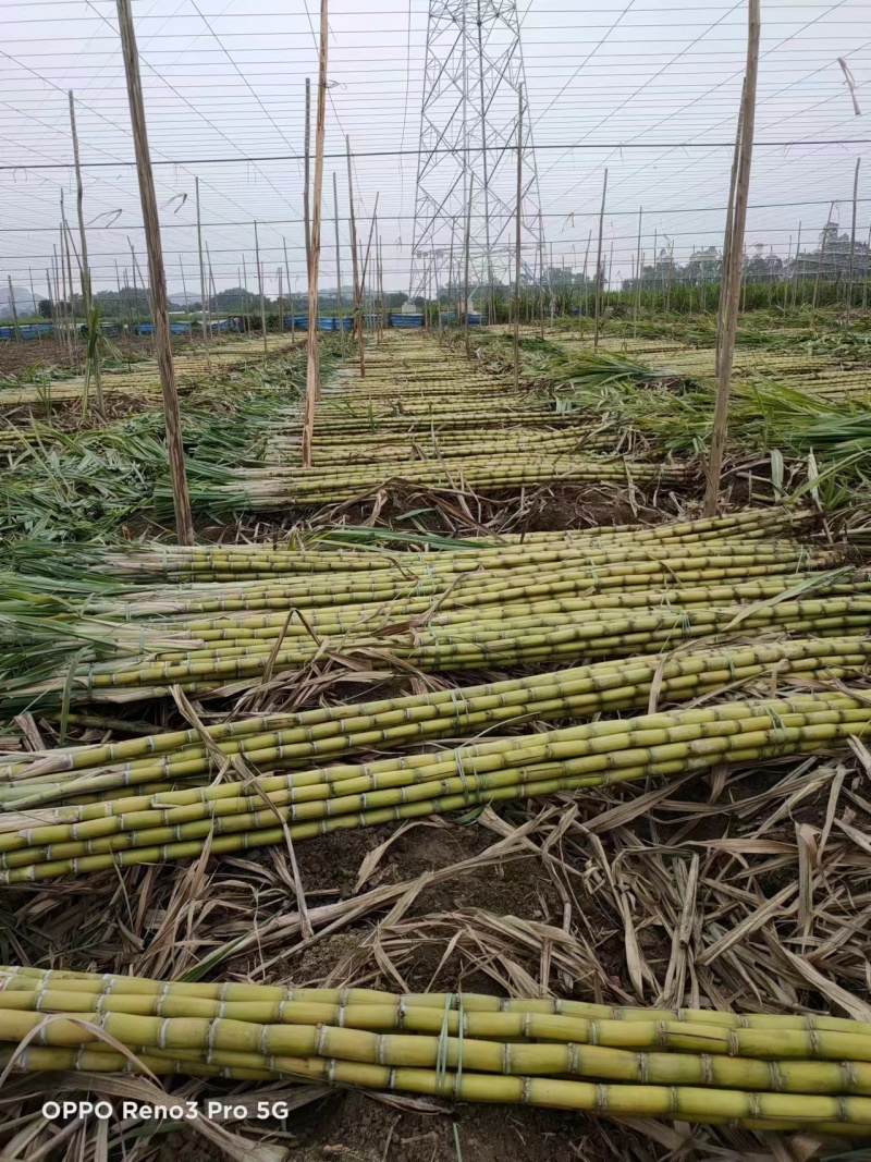 黄皮甘蔗广东黄皮甘蔗大量现货脆甜多汁皮薄肉厚现砍现发