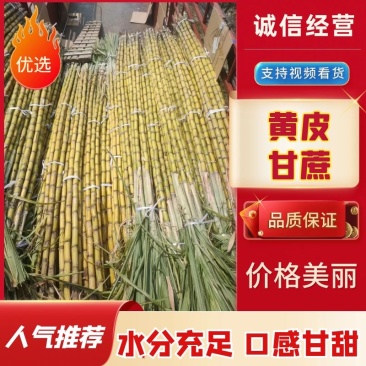 黄皮甘蔗广东黄皮甘蔗大量现货脆甜多汁皮薄肉厚现砍现发