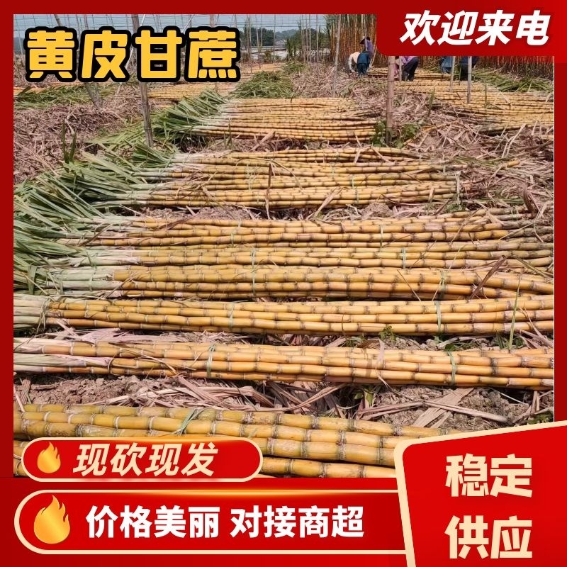 广东新会甘蔗，黄皮甘蔗，水果甘蔗，大量供应全国发货