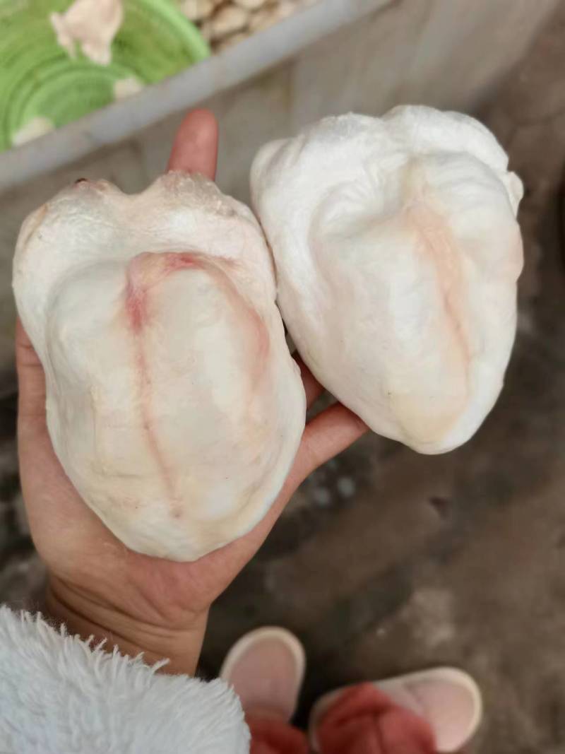 新鲜江团鱼泡鮰鱼泡一手货源品质保障价格优惠欢迎咨询