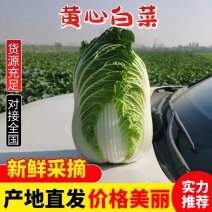 高山黄心大白菜大量供应，量大从优，品质保证，可视频