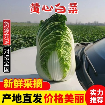 高山黄心大白菜大量供应，量大从优，品质保证，可视频看货