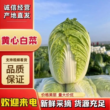 高山黄心大白菜产地直供，品质保证，整车批发可视频看货