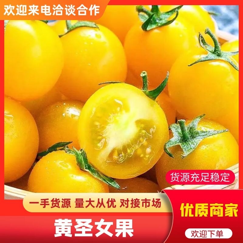 四川圣女果黄千禧果基地直发对接商超电商市场