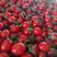 釜山88圣女果玲珑小番茄大量上市全年有货欢迎采购