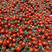 釜山88圣女果玲珑小番茄大量上市全年有货欢迎采购
