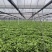 冰草菜大量上市货源充足价格优惠产地直供欢迎采购